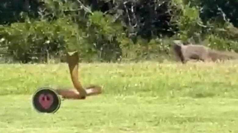 Watch shocking moment huge cobra flees from mongoose on golf course and jumps over obstacle leaving fans stunned