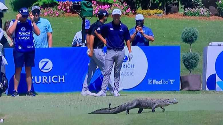 Alligator takes a stroll across the fairway at the Zurich Classic's 17th tee in New Orleans.