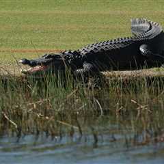 alligator