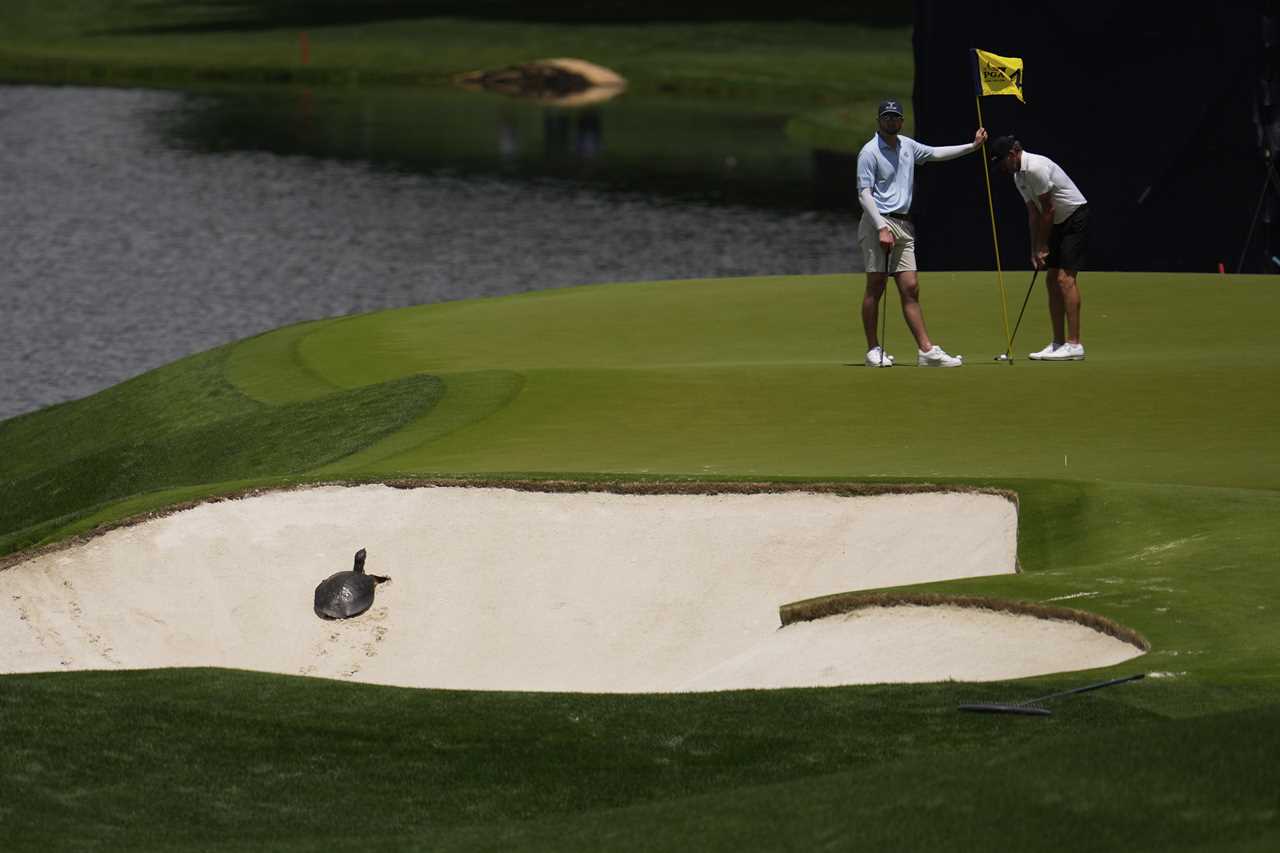 Golfers watch a turtle in a sand trap.