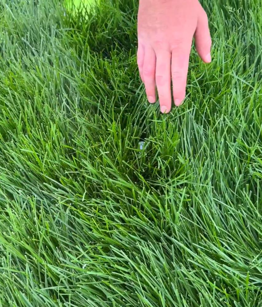 Hand hovering over lush green grass.