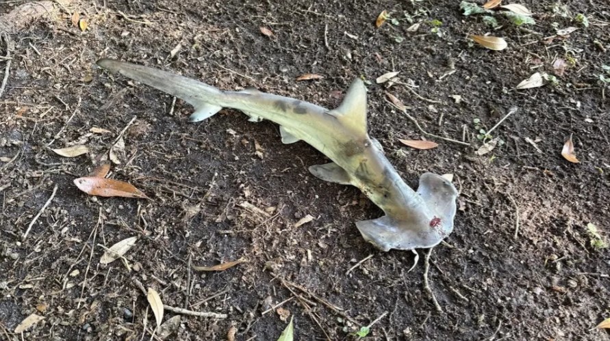 Dead hammerhead shark on the ground.