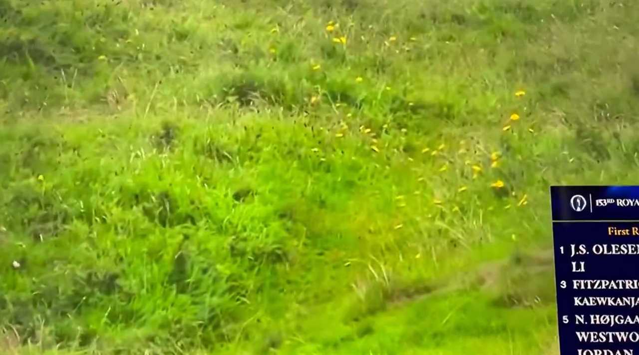 Green grass with yellow flowers.